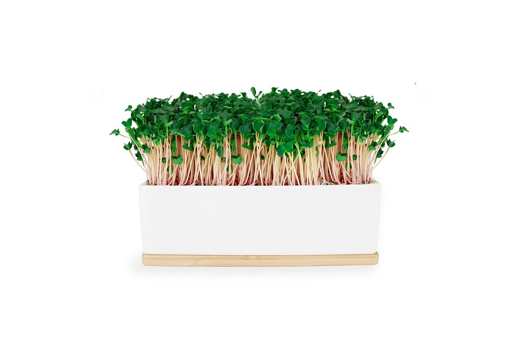 KALE (PINK) SPROUTS MINI GARDEN